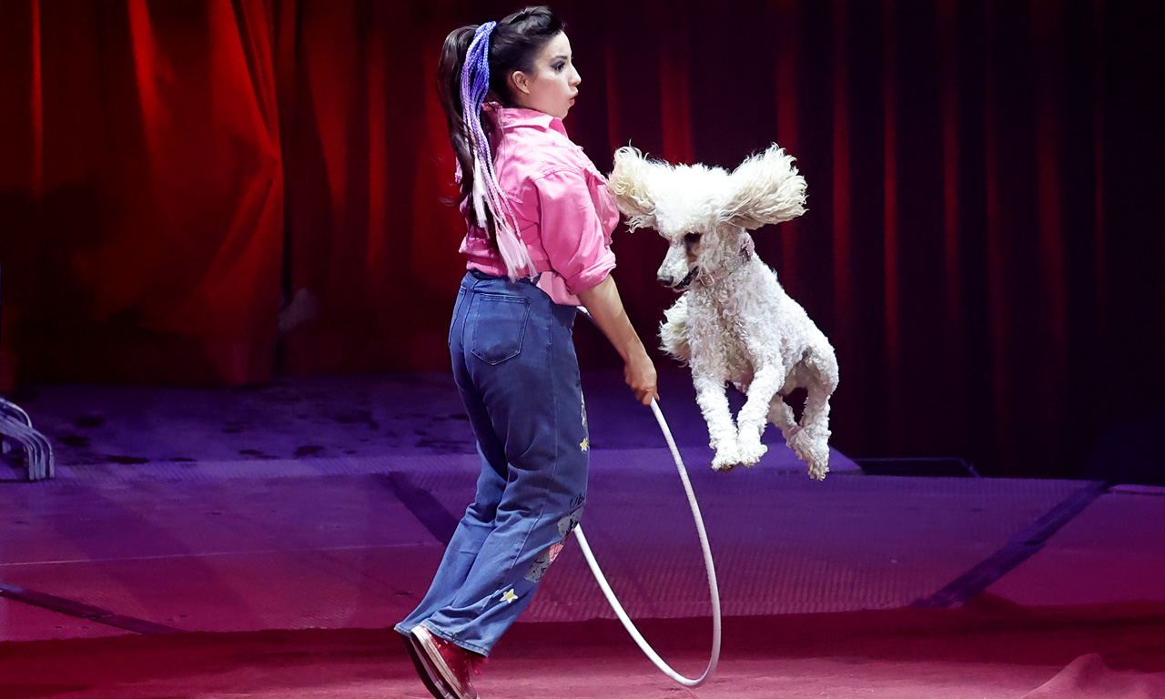 Gutschein: Zirkus Charles Knie Gutschein: Zirkus Charles Knie