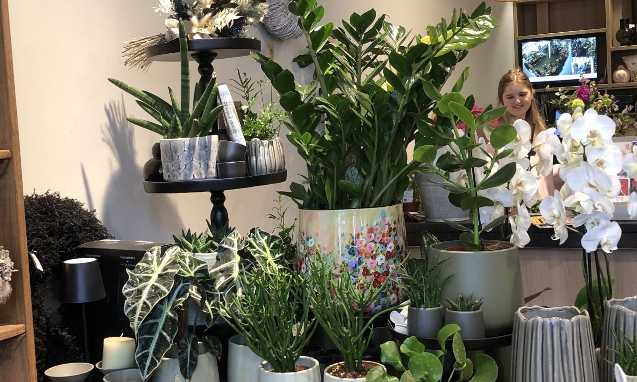 Interfleur Zimmerpflanzen