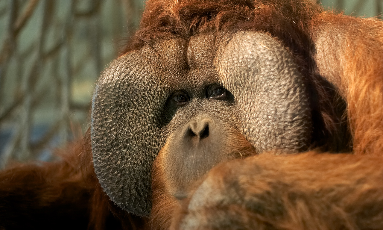 Affe im Zoo Osnabrück