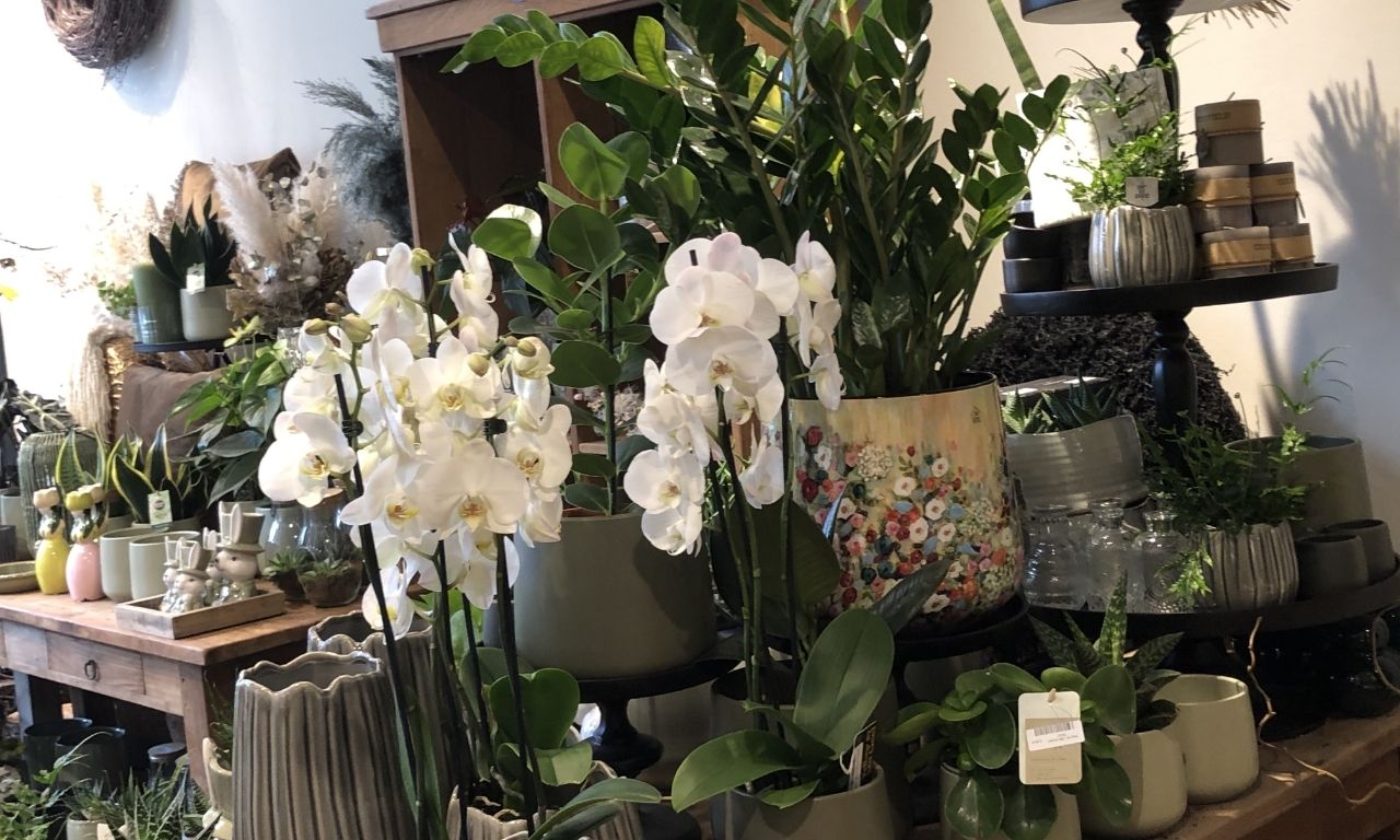 Interfleur Orchideen