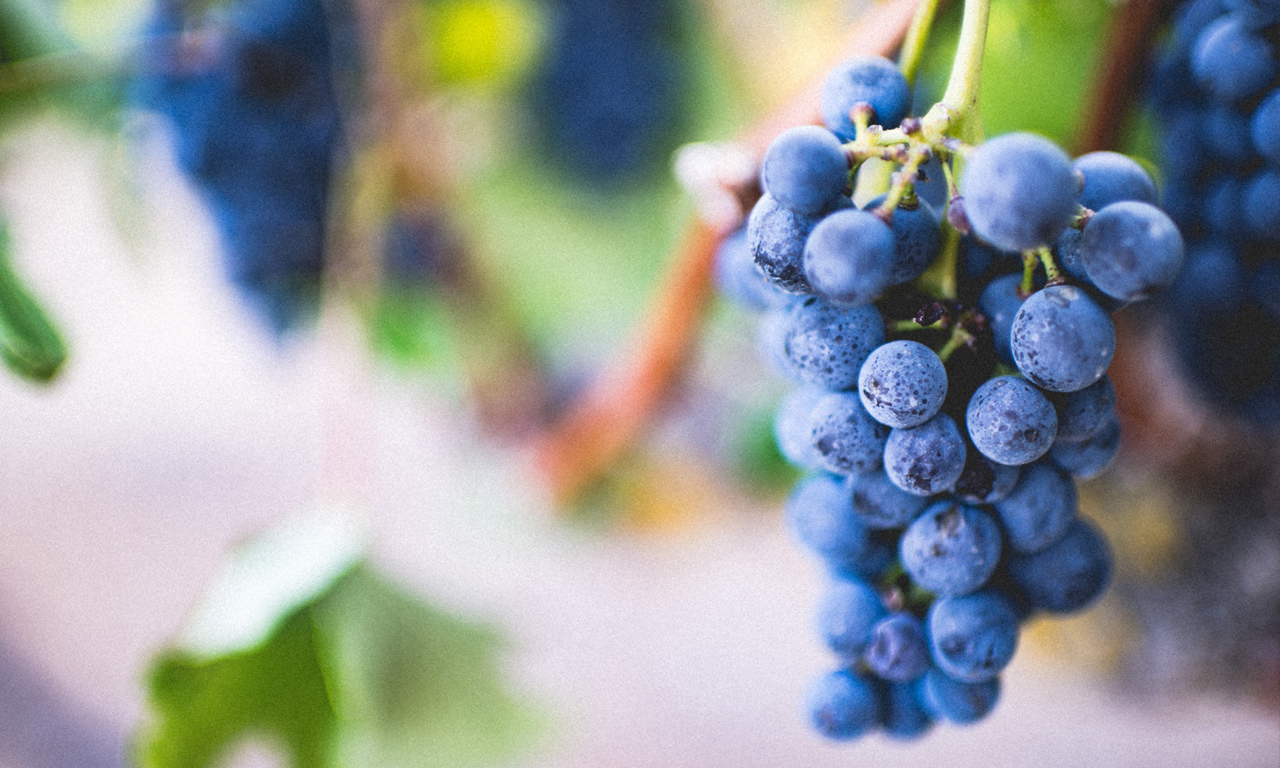 ron_vino-gutscheinbox-weinrebe Weinrebe