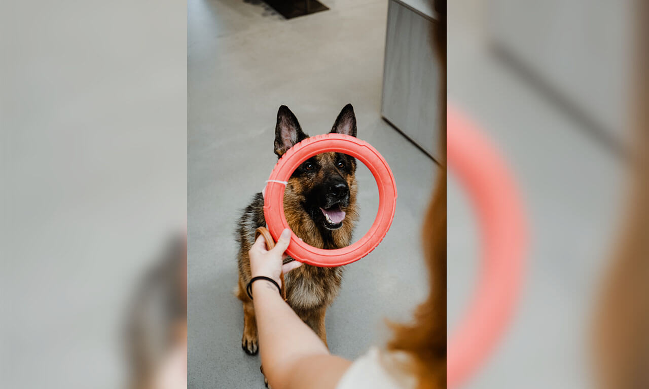 Schäferhund mit Reifen im HUNTER Shop Bielefeld