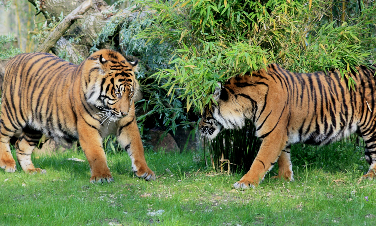 Tiger im Zoo Osnabrück