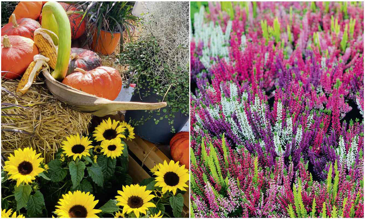 Gartencenter Mühlenweg Herbstblumen