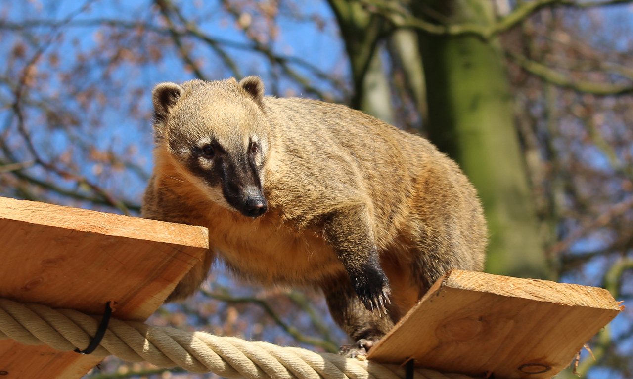 Nasenbär im Zoo Osnabrück