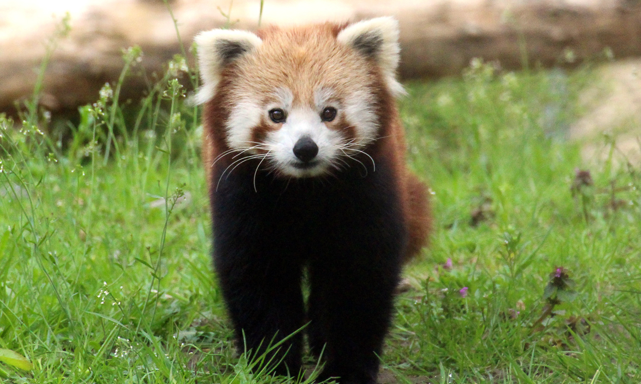 Kleiner Panda im Zoo Osnabrück