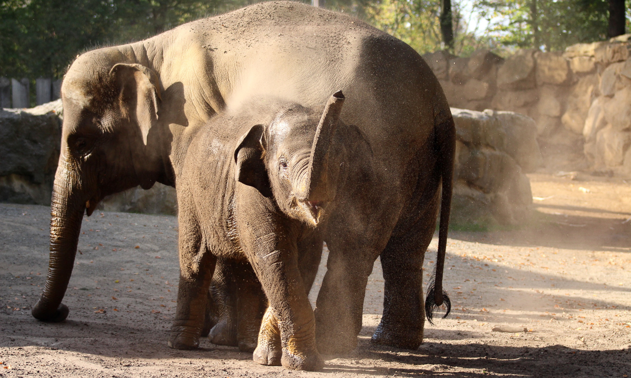 zooosnabruck_gutscheinbox_2020-6-von-6 Elefanten im Zoo Osnabrück